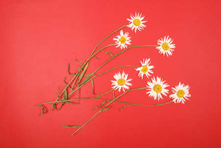 Composition chamomiles flowers on color paper background. Copy space template for postcard, lettering, text or your design. Flat lay Top view Concept Hello summer.の写真素材