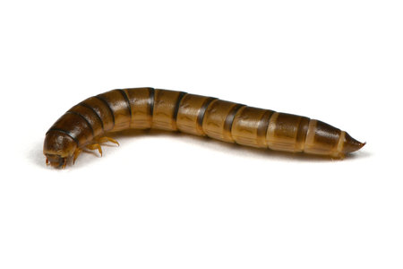 Wireworm or larva beetles-crap (Elateridae) isolated on white background. High resolution photo....