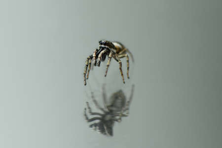 Jumping Spider (Salticus scenicus) on mirror background. High resolution photo. Full depth of field.の写真素材