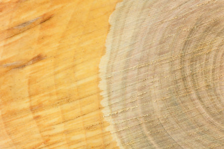 Top view of the surface of the fresh stump with annual rings closeup. For use as background. High...