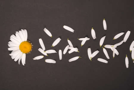 Flowers and petal composition. Chamomile on a black background. Summer concept. Flat lay, top view, copy spaceの写真素材