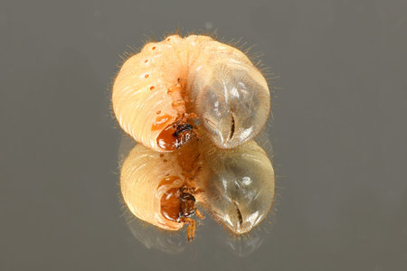 The larvae of the may beetle (Melolontha). Beetle larvae on the mirror. High resolution photo. Full...