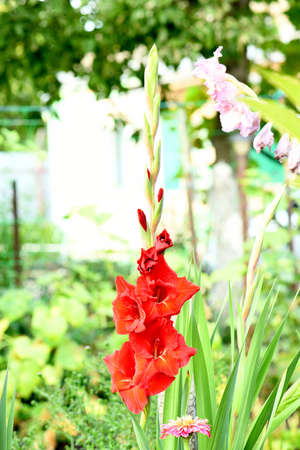 Red colored gladiolus isolated on white background. High resolution photo. Full depth of field.の写真素材