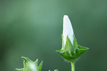 White colored Ñonvolvulus arvensis, beautiful flower blooming in the garden. High resolution...