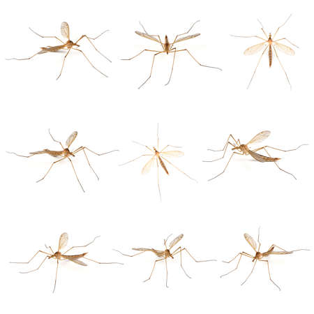 Nine cylindrotominae or long-bodied craneflies isolated on white background.の写真素材