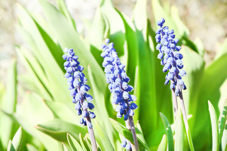 Blue muscari flowers or mouse hyacinth in spring. Selective focus. High resolution photo.
