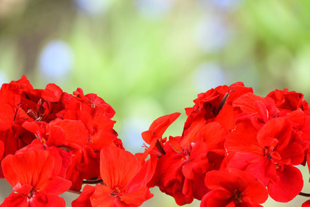 Red garden Geranium Pelargonium flowerson on a blurred background. High resolution photo. Full depth...