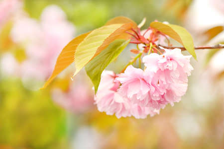 Soft focus Cherry Blossom or Sakura flower on nature background. High resolution photo.の写真素材