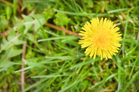 Yellow dandelions. Bright flowers dandelions on a background of green spring meadows. High resolution photo. Selective focus. の写真素材
