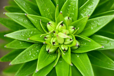 A green sprout of lily in the rain drops - bright spring greens. High resolution photo. Selective focus. Shallow depth of field.の写真素材