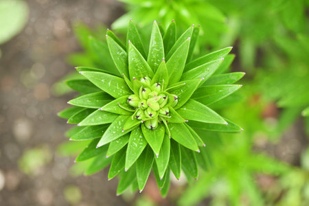 A green sprout of lily in the rain drops - bright spring greens. High resolution photo. Selective focus. Shallow depth of field.の写真素材