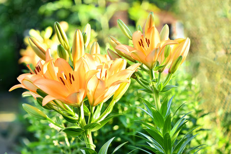 Many vivid orange flowers of Lilium or Lily in a sunny summer day, beautiful outdoor floral...