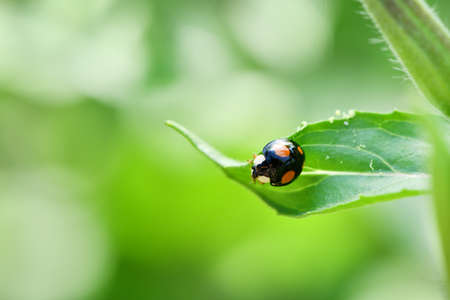 Macro of an Asian ladybug (Harmonia axyridis, Coccinellidae), also known as a "multi-colored" or "Harlequin ladybug", in the garden on a leaf. High resolution photo. Selective focus.の写真素材