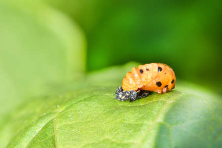 Light Orange Ladybug larva on the green leaf, pupal stage. High resolution photo. Selective focus. Shallow depth of field.の写真素材