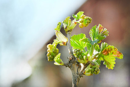 Spring shoots of currant. Currant seedlings. Young sprout of currant. Growing currant. High...