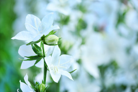 Campanula latifolia alba giant bellflower white plant. Is Latin for little bell. In Russian it is...