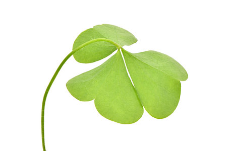 Green clover leaf isolated on white background. St. Patrick's day vacation and holiday clovers...