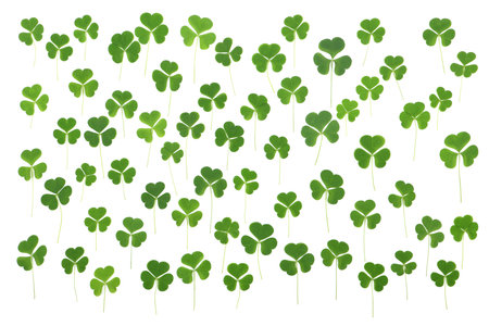 Green clover leaves are randomly arranged on white background. St. Patrick's day vacation and...