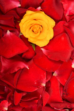 Beautiful red and yellow rose flower. High resolution photo. Full depth of field.の写真素材