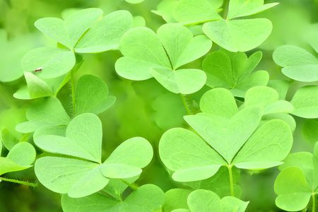 Green clover leaf for green background. St. Patrick's day vacation and holiday clovers symbol. High...