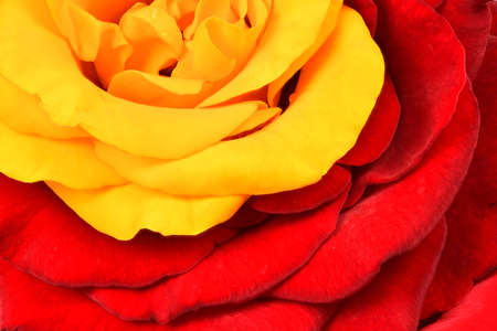 Beautiful red and yellow rose flower. High resolution photo. Full depth of field.の写真素材