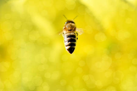 Bee in flight on a flower, honey bee. High resolution photo. Selective focus. Shallow depth of field.の写真素材