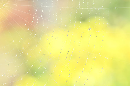 Dew drops on spider web (cobweb) on green garden background. High resolution photo. Full depth of...