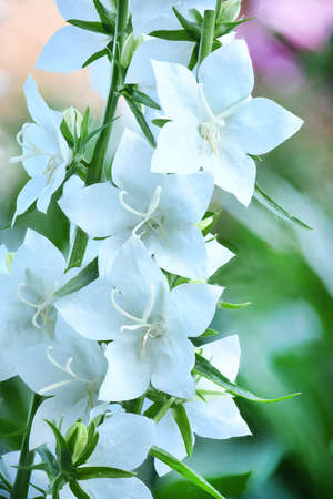 Campanula latifolia alba giant bellflower white plant. Is Latin for "little bell". In Russian it is called kolokolchik. In Ukrainian it is called Dzvonik.の写真素材