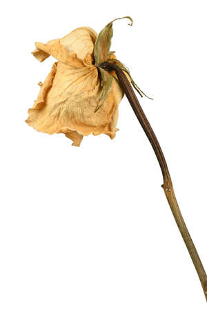 Faded rose isolated on white. High resolution photo. Full depth of field.の写真素材