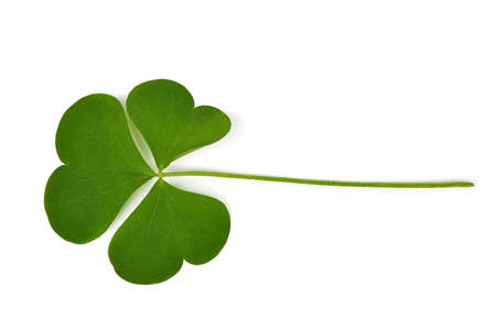 Green clover leaf isolated on white background. St. Patrick's day vacation and holiday clovers symbol. High resolution photo. Full depth of field.の写真素材