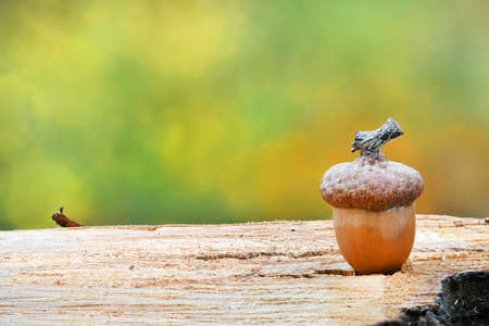 Acorn of an oak tree on wood background. High resolution photo. Full depth of field.の写真素材