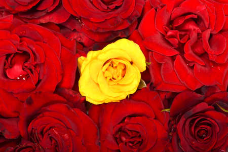 Beautiful red and yellow rose flower. High resolution photo. Full depth of field.の写真素材
