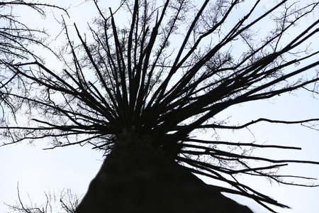 Old dried up spruce crown against a white cloud sky. High resolution photo.