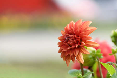 Orange dahlia flower on garden background. High resolution photo. Full depth of field.の写真素材