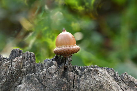 Acorn of an oak tree isolated on forest background. High resolution photo. Full depth of field.