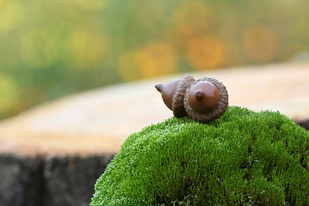 Acorn of an oak tree on a moss stone. Isolated on forest background. High resolution photo. Full depth of field.の写真素材
