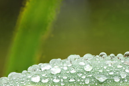 Water drops on leaf at nature close-up macro. Fresh juicy green leaf in droplets of morning dew...