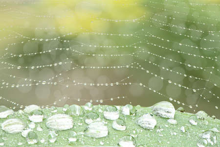 Water drops on leaf at nature close-up macro. Fresh juicy green leaf in droplets of morning dew outdoors. High resolution photo.の写真素材