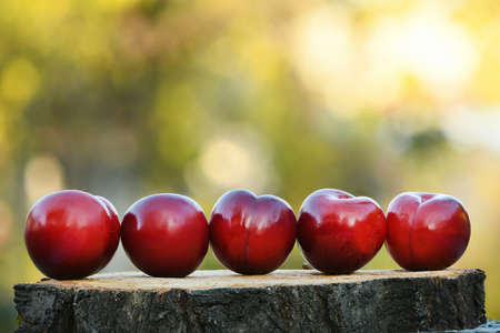 Red plums on wooden stump. High resolution photo.の写真素材