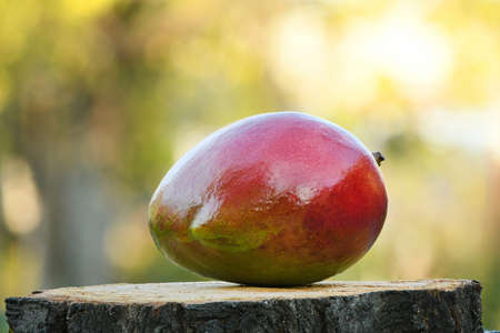 Creative layout made of Fresh Mango fruits on wooden stump. High resolution photo.の写真素材