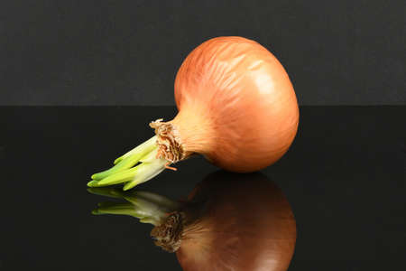 Onion with green sprouts isolated on acrylic black background. Healthy food. Plants. Vitamins. High resolution photo. Full depth of field.の写真素材