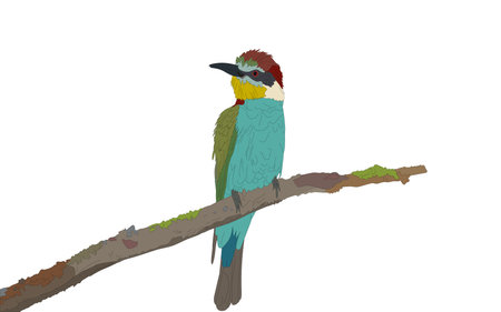 European bee-eater bird (Merops apiaster), isolated birds. Vector illustration. Blue bird, animals,...