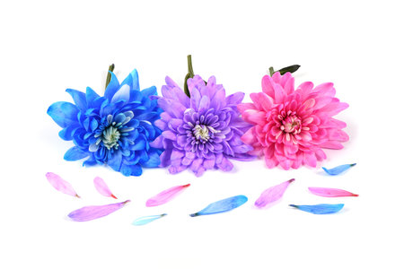 Pink, blue and purple chrysanthemum flowers (Chrysanthemum indicum) isolated on white background. High resolution photo. Full depth of field.の写真素材