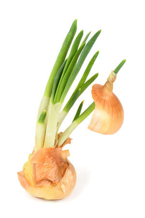 Spring onion isolated on white background. Sprouted yellow onion. High resolution photo. Full depth of field.の写真素材
