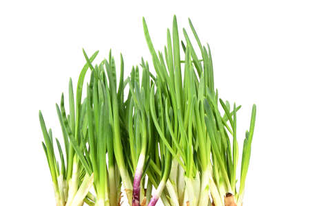 Leaf of Green Onion, Spring Onion, Scallion. High resolution photo. Full depth of field.の写真素材
