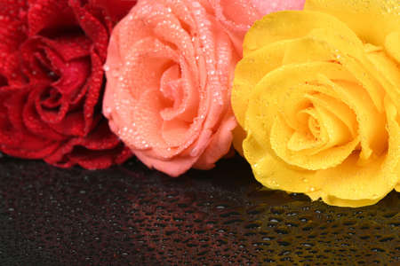 The studio photo of a red, pink and yellow rose on a black background. Valentine's Day. High resolution photo. Full depth of field.の写真素材