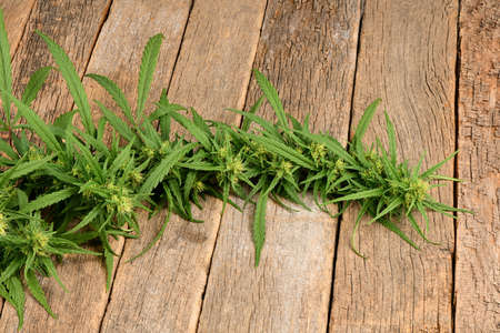 Marijuana cannabis branch on dark wood background. Marijuana with leaves and flowers. High resolution photo. Full depth of field.の写真素材