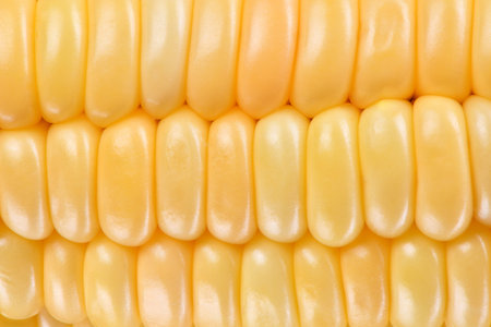 Sweet corn, boiled corn background. High resolution photo. Full depth of field.