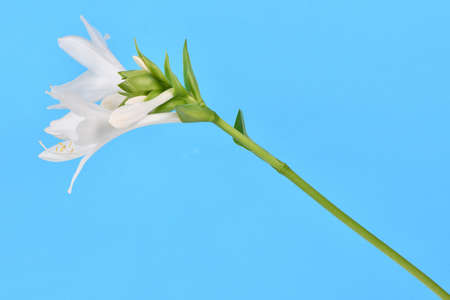 Hosta plantaginea (Plantain Lily) isolated on blue background. High resolution photo. Full depth of field.の写真素材