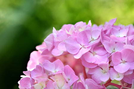 Bouquet of pink flower hydrangea on garden background. High resolution photo. Full depth of field.